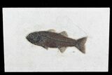 Excellent, Mioplosus Fossil Fish - Wyoming #77774-1